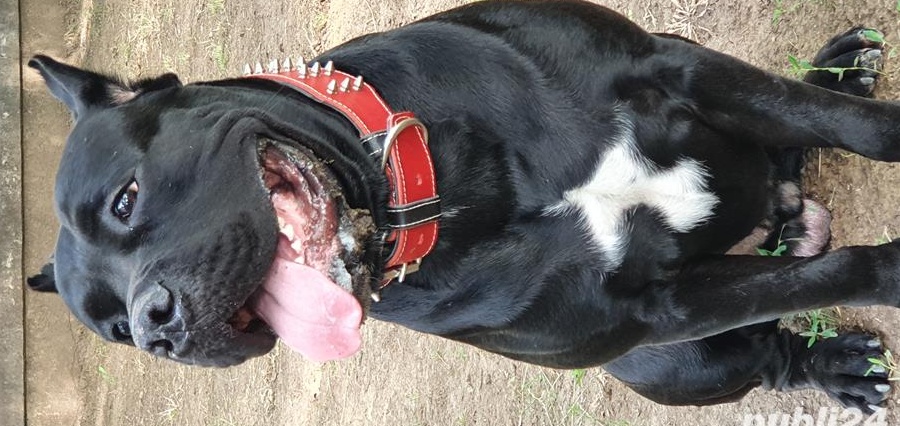 Monta Cane Corso