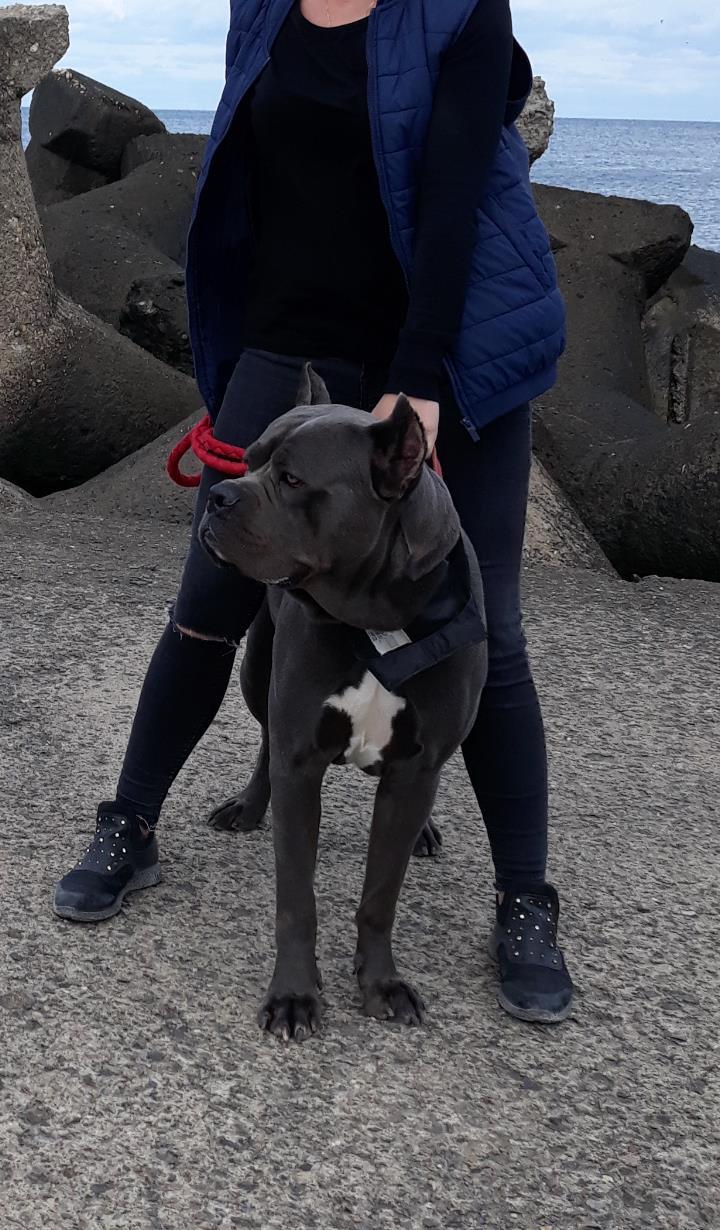 Monta cane corso blue