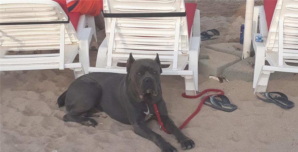 Monta cane corso blue