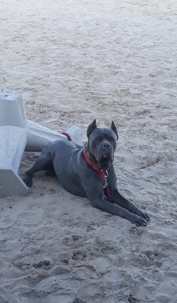 Monta cane corso blue