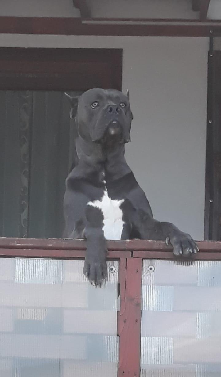Monta cane corso blue
