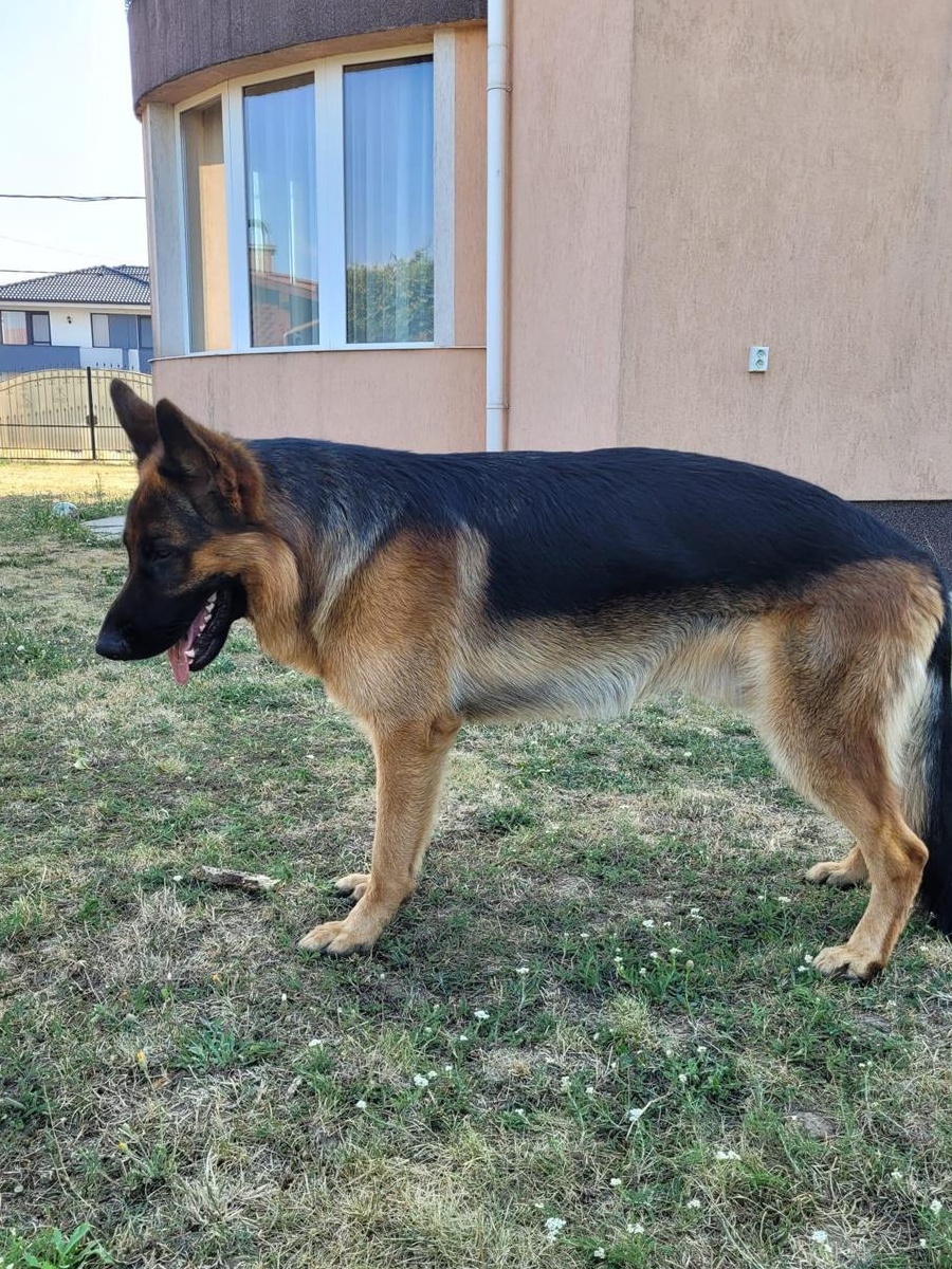 Monta ciobanesc german