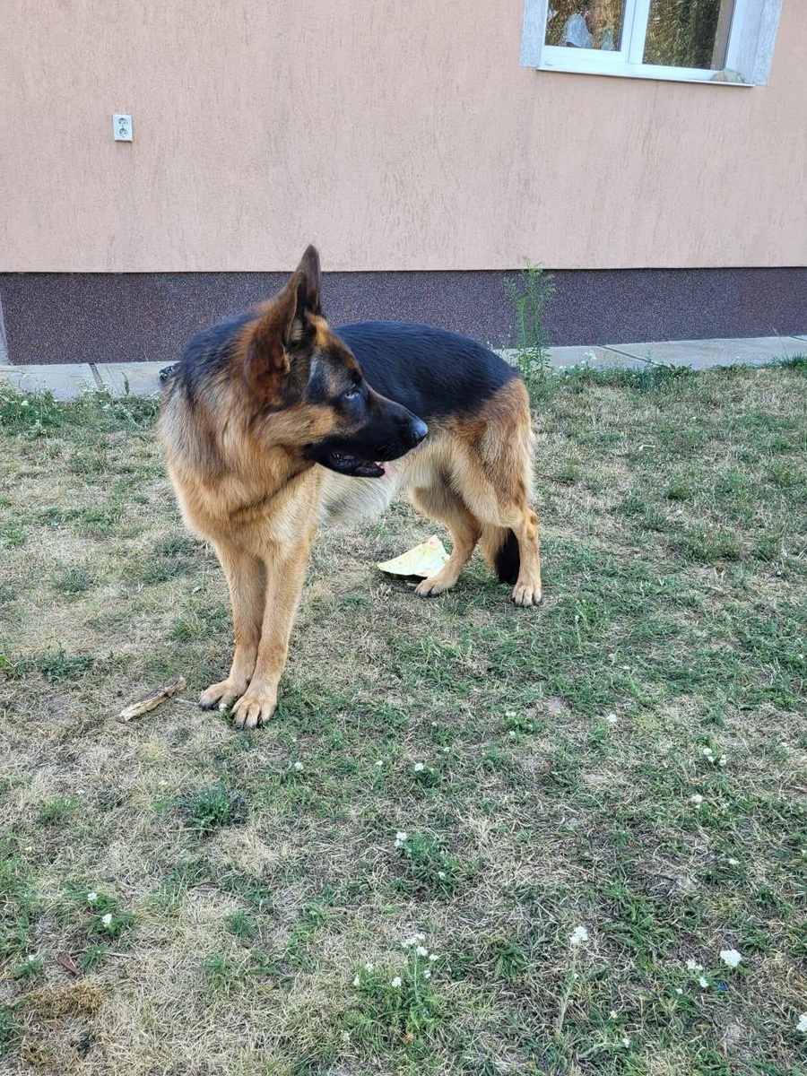 Monta ciobanesc german