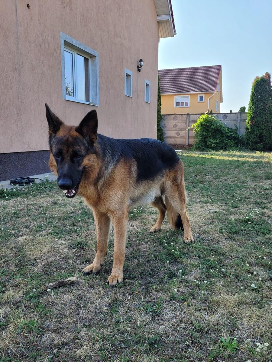Monta ciobanesc german