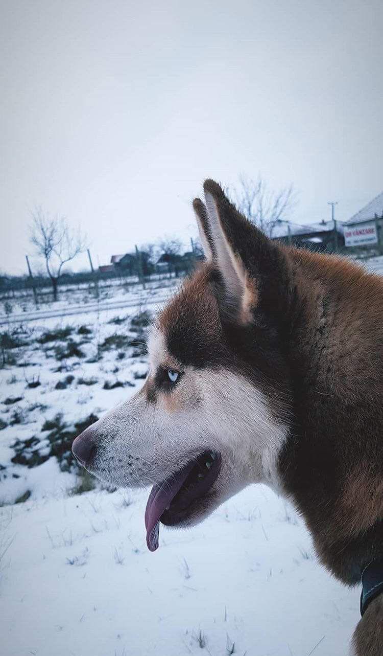 Monta Husky Siberian