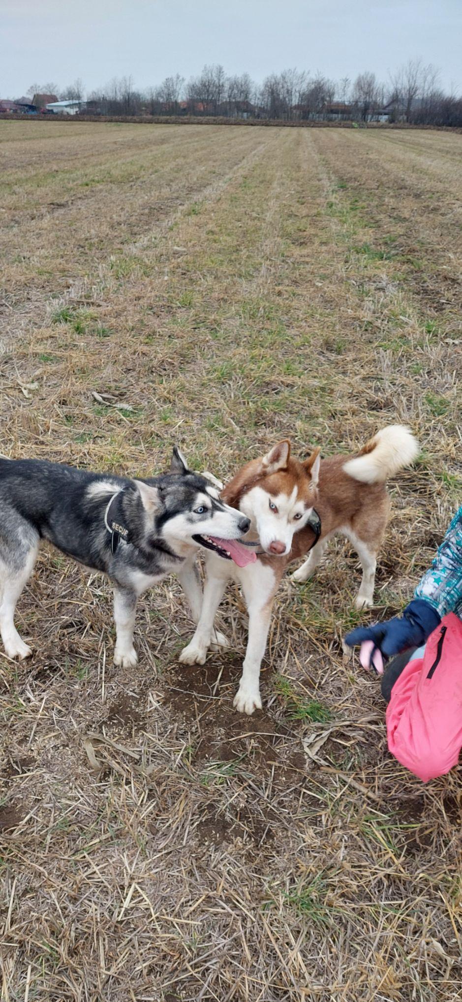 Monta Husky Siberian