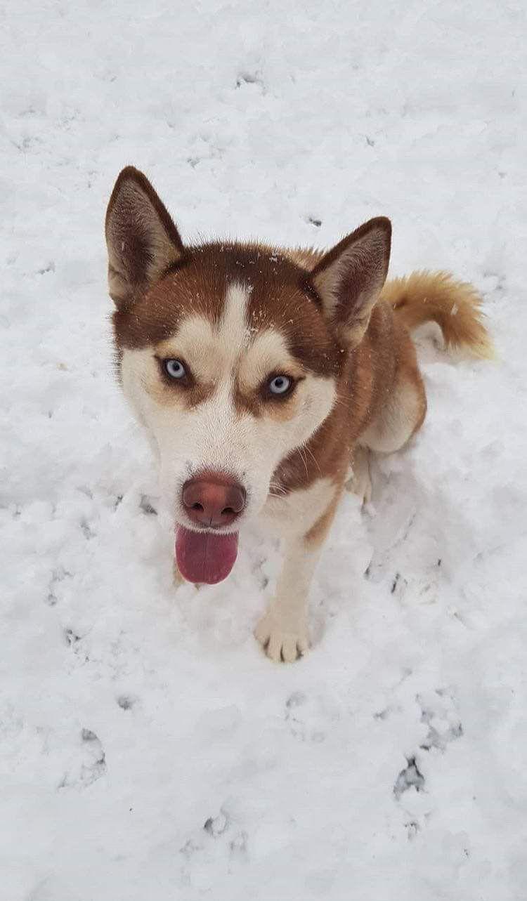Monta Husky Siberian