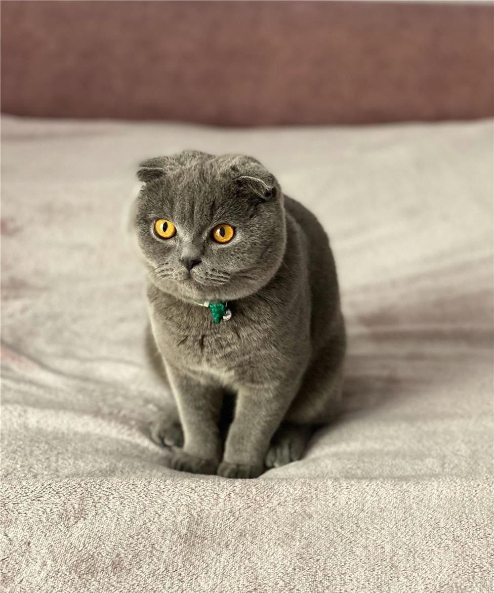 Monta motan Scottish Fold