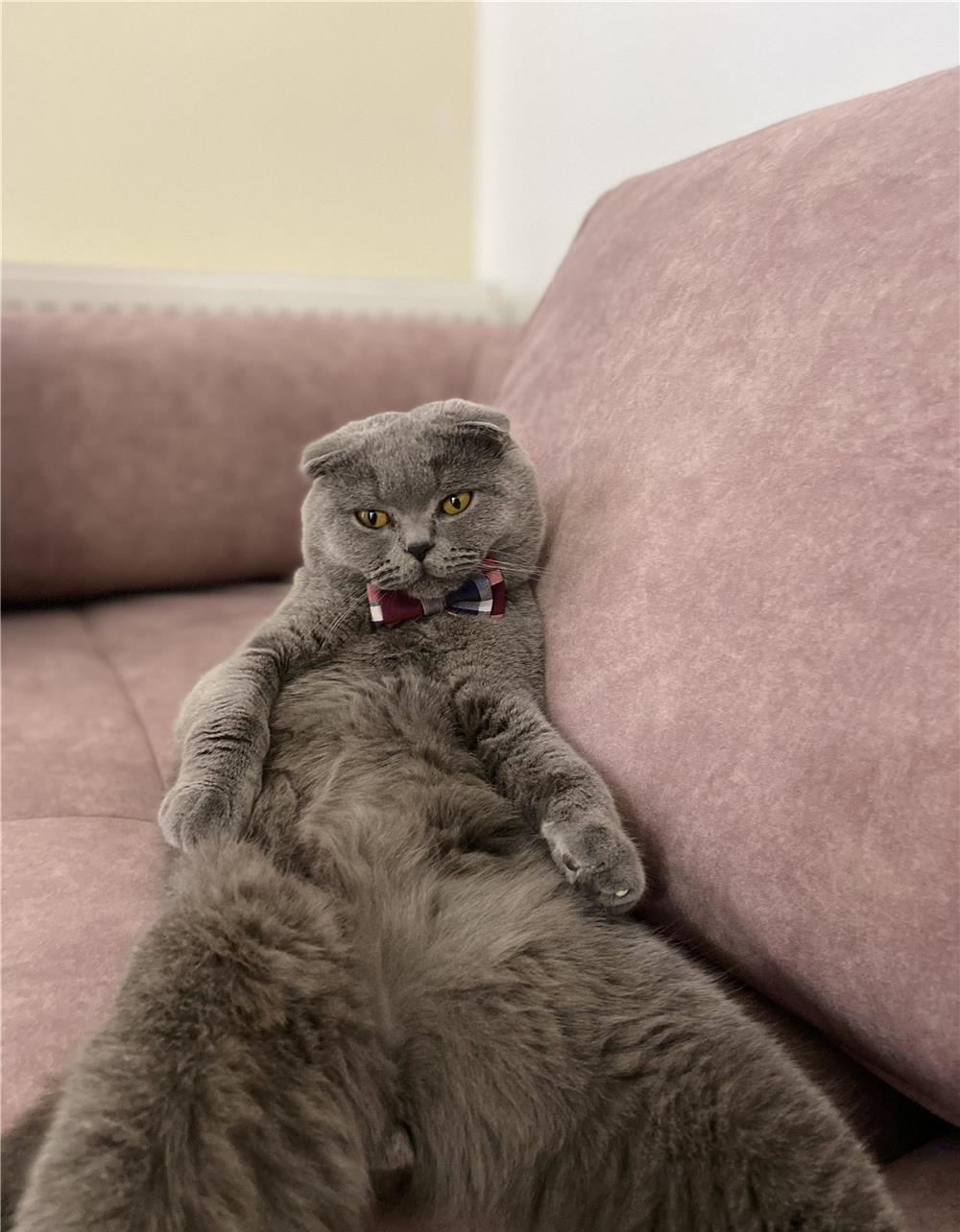 Monta motan Scottish Fold