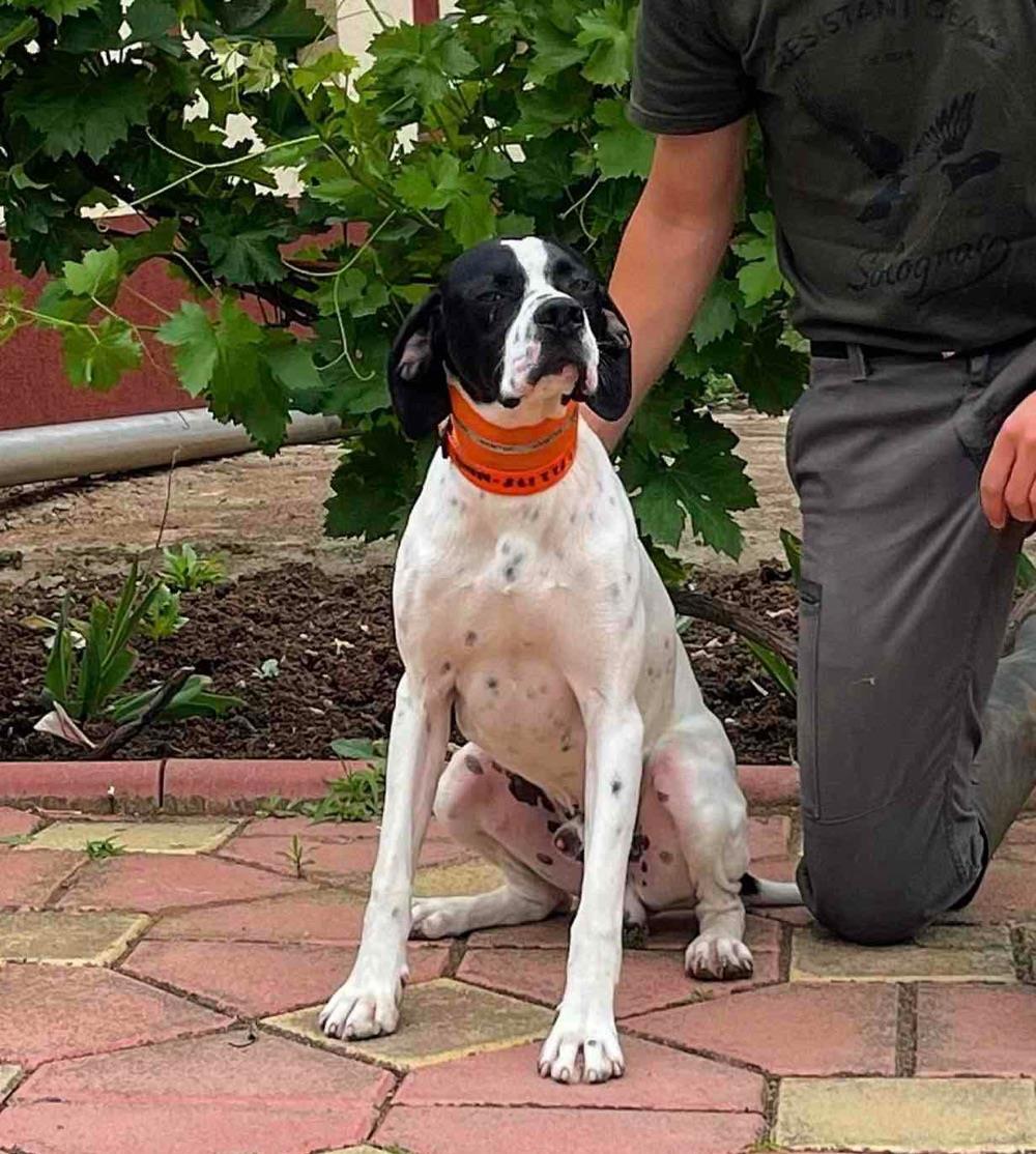 Montă Pointer Englez