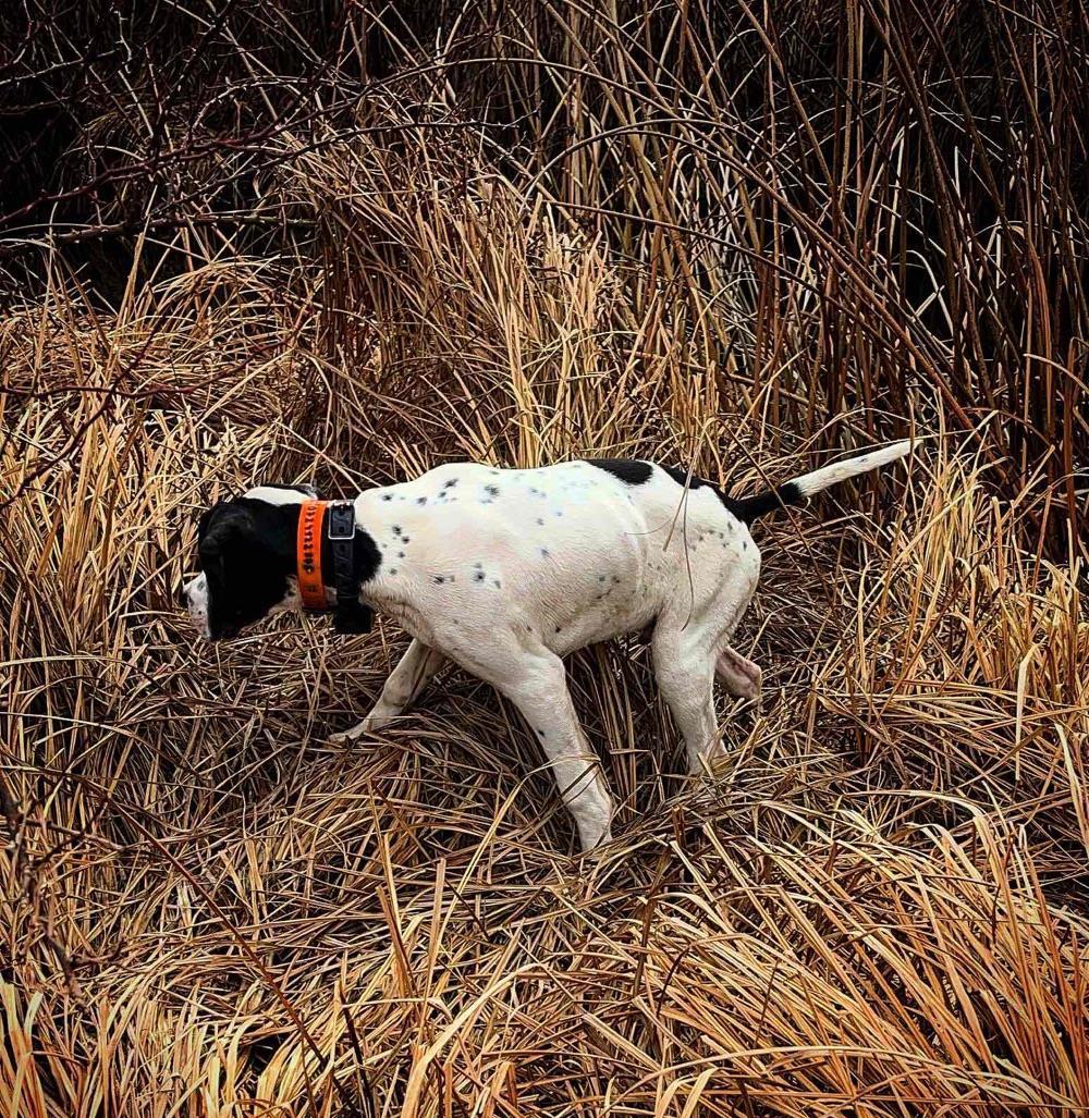 Montă Pointer Englez