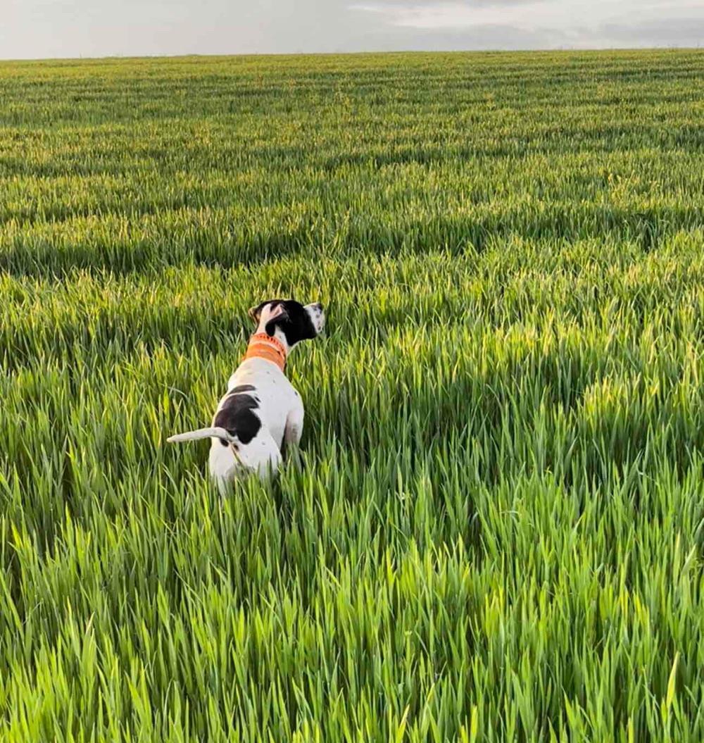 Montă Pointer Englez