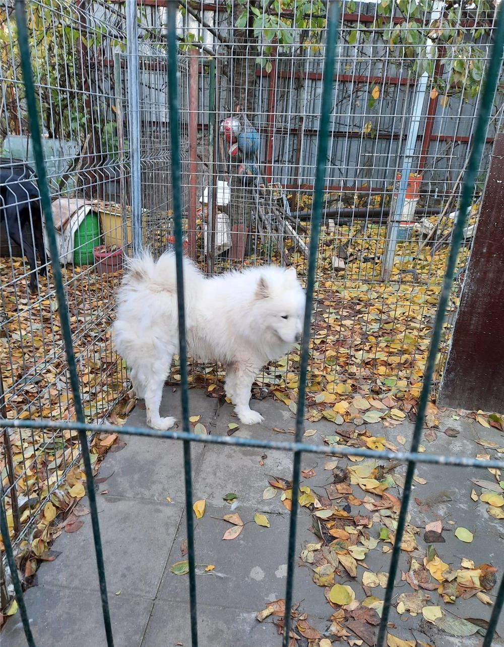 MONTA SAMOYED