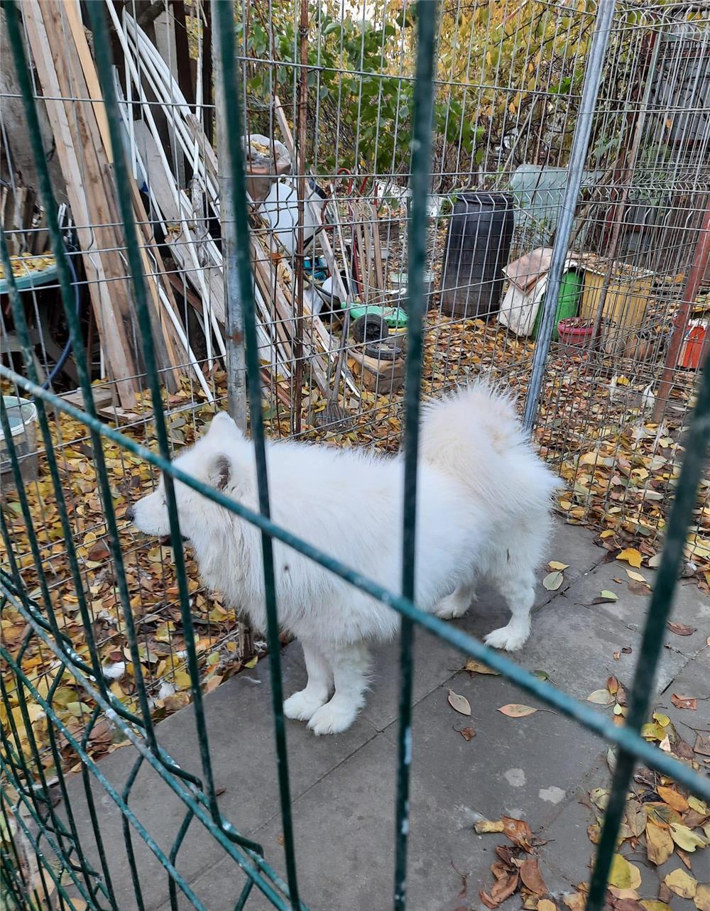 MONTA SAMOYED