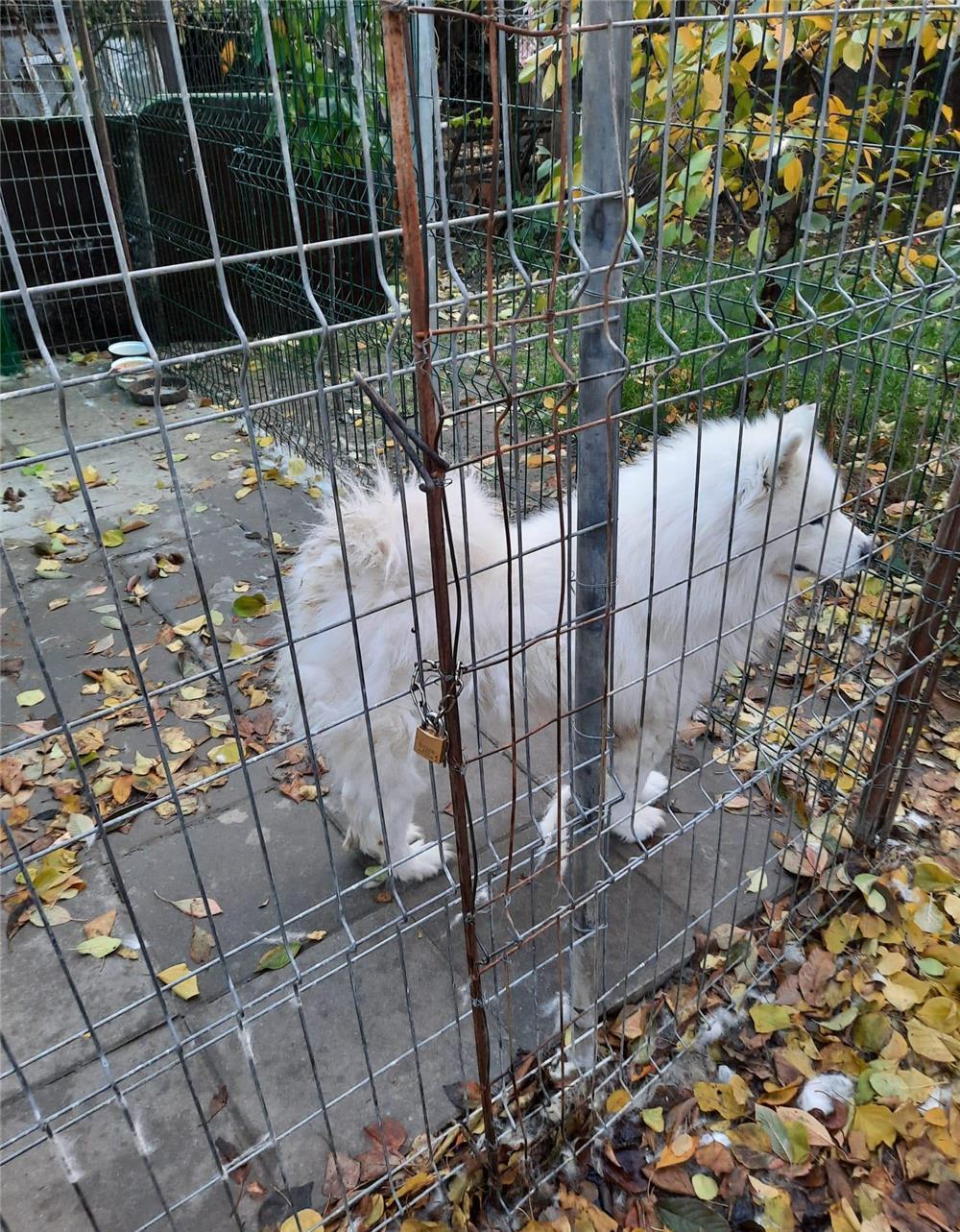MONTA SAMOYED