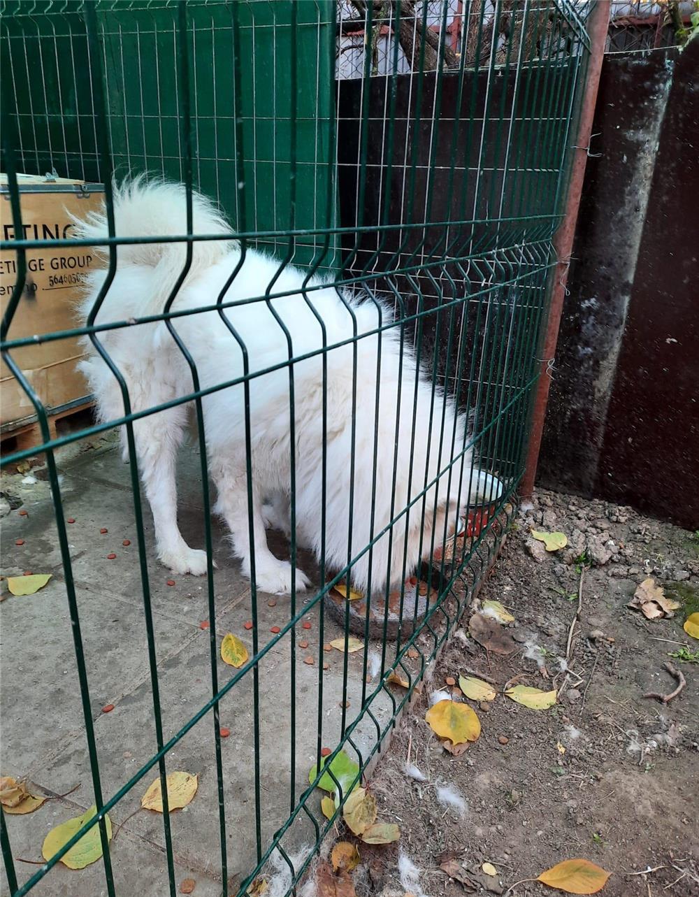 MONTA SAMOYED