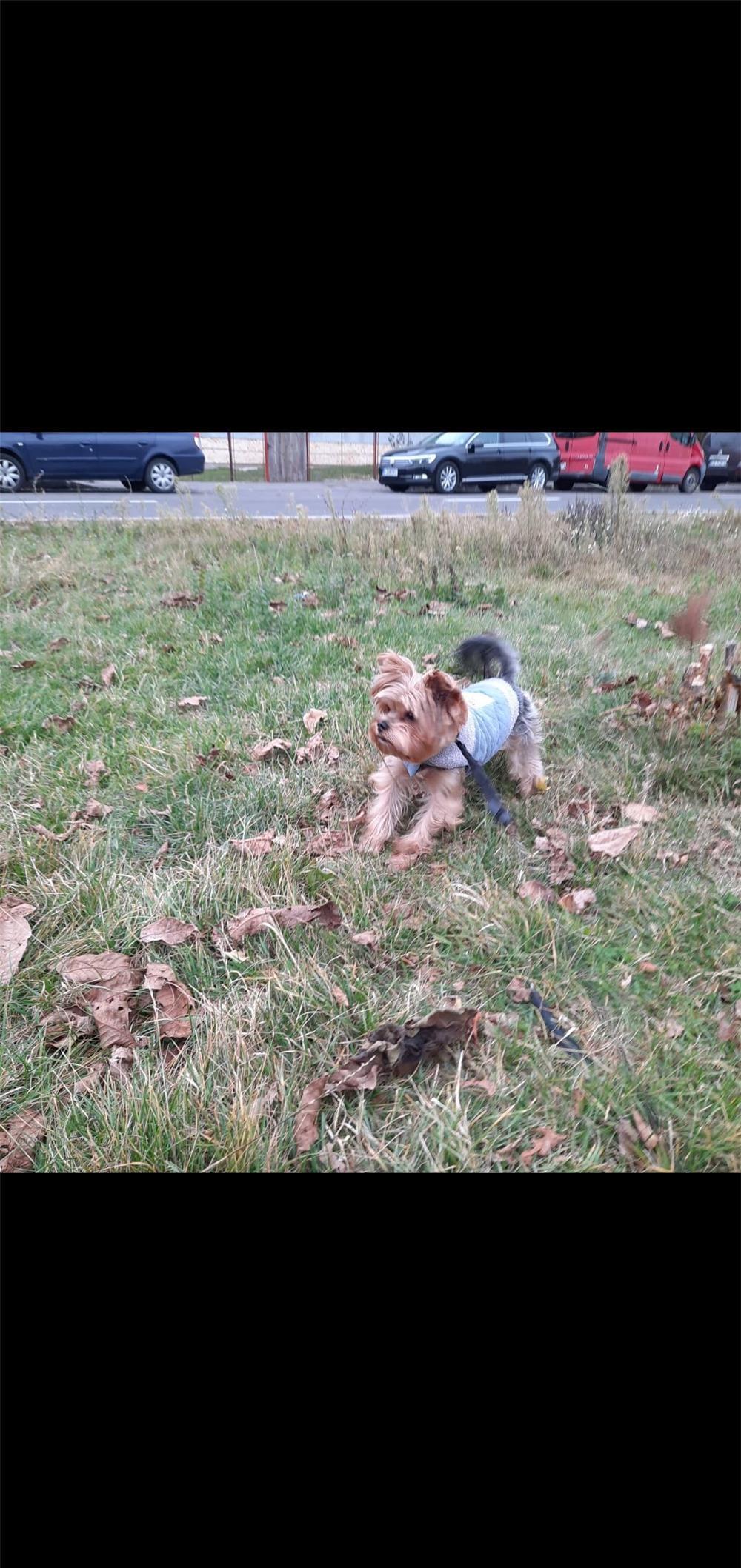 Monta Yorkshire terrier