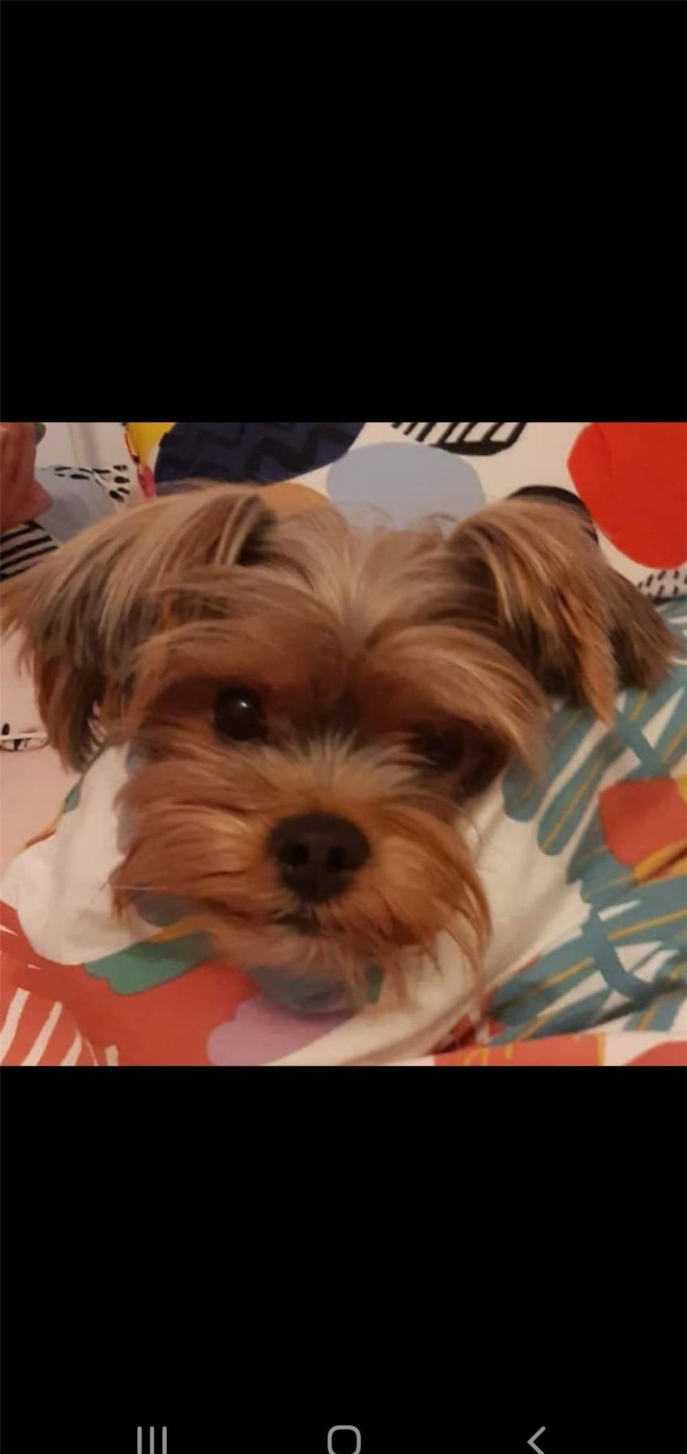 Monta Yorkshire terrier