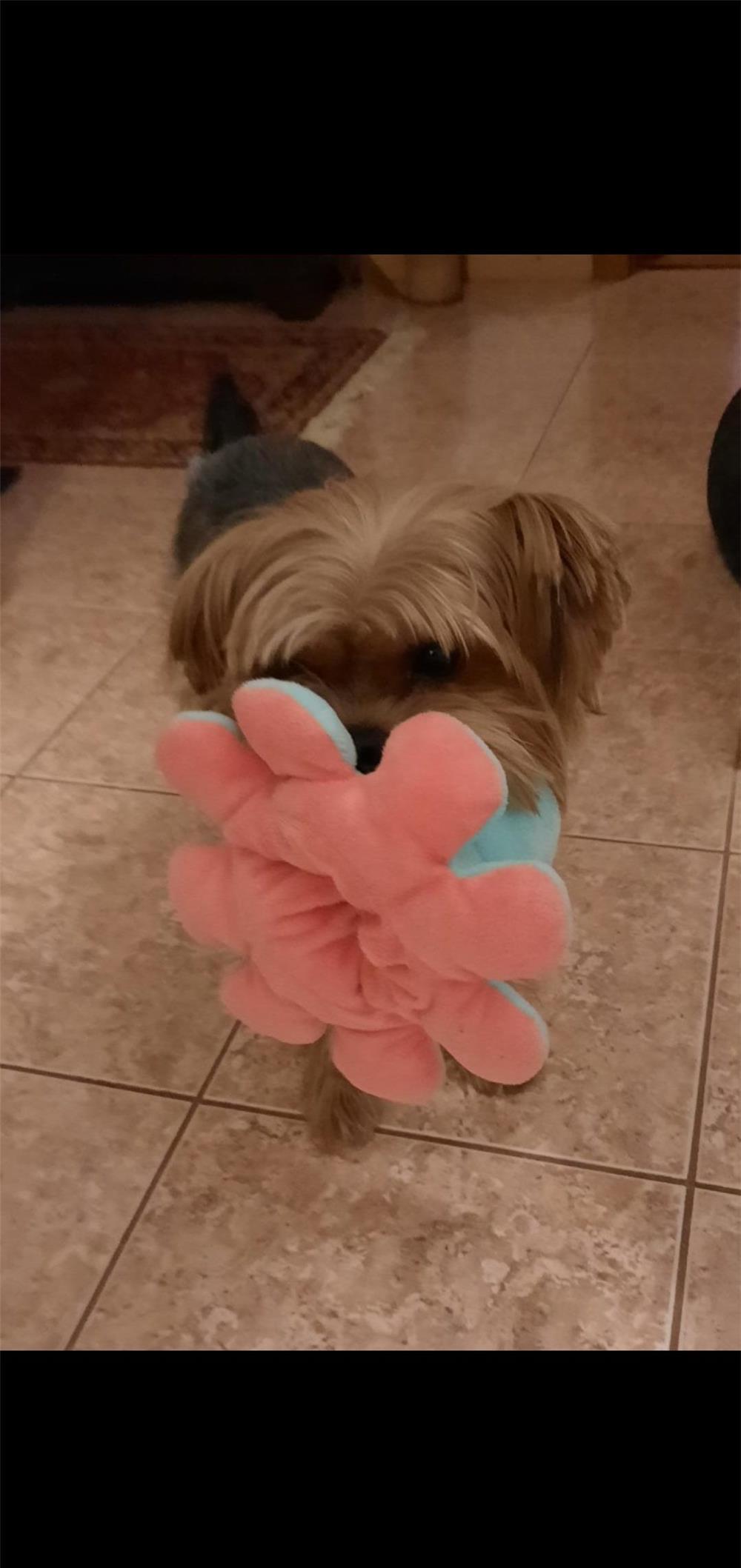 Monta Yorkshire terrier