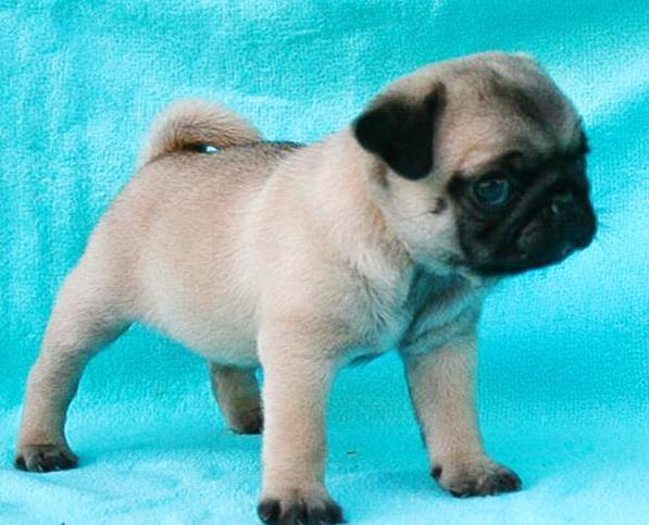 Mops Pug Carlino = Livrare in Orice Oras