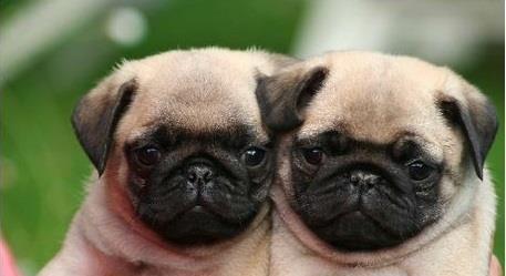 Mops Pug Carlino = Livrare in Orice Oras