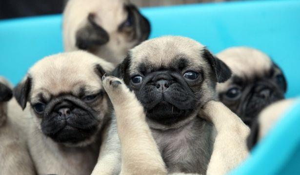 Mops Pug Carlino = Livrare in Orice Oras