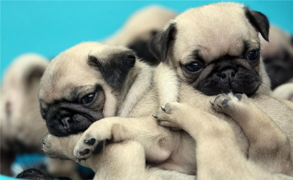 Mops Pug Carlino = Livrare in Orice Oras
