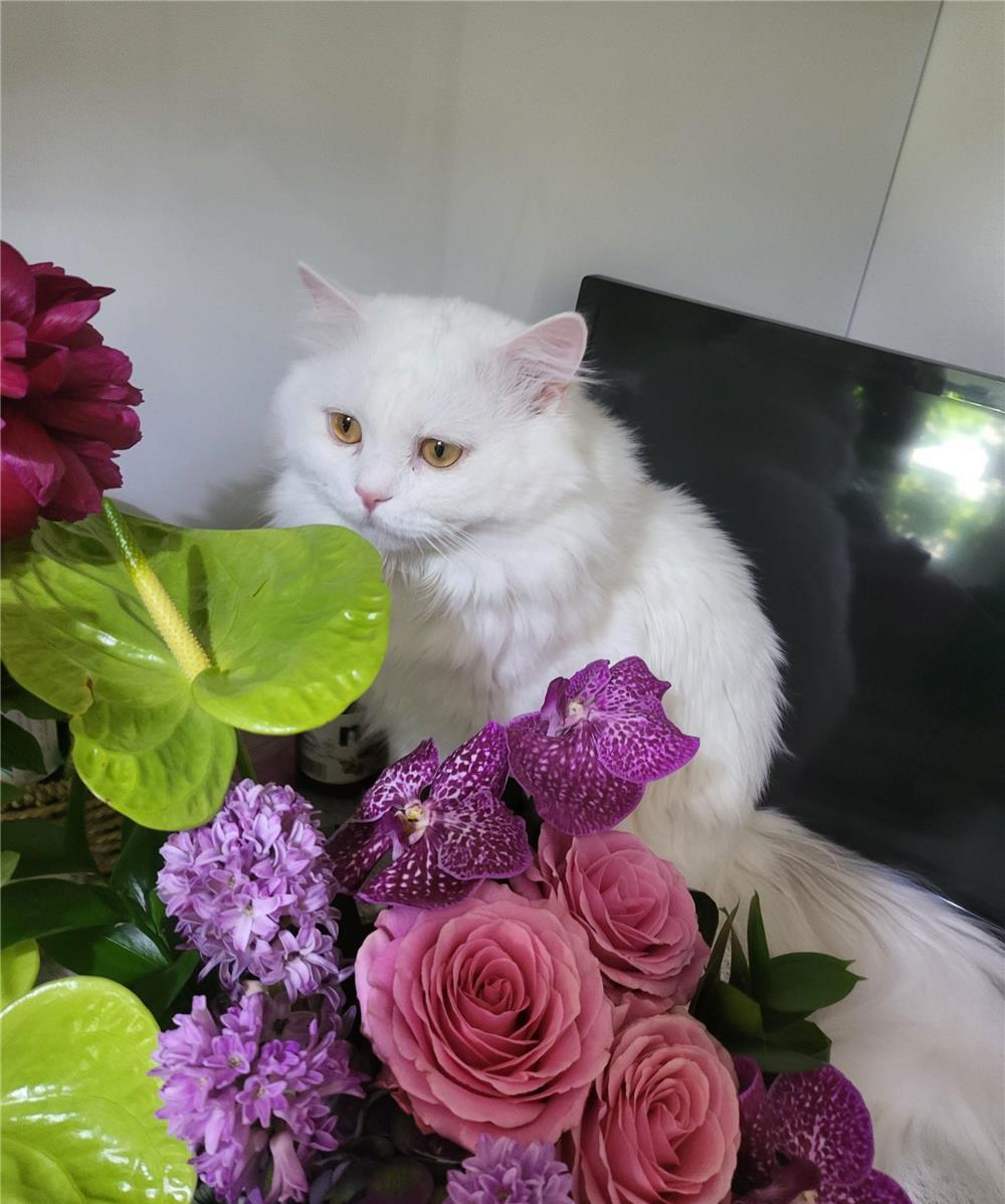 Motan british longhair pentru monta