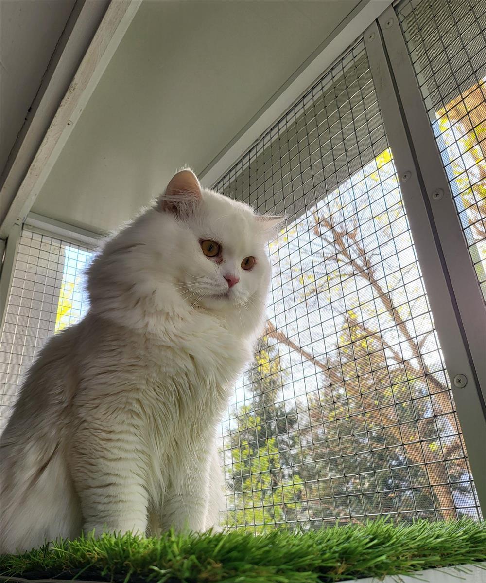 Motan british longhair pentru monta
