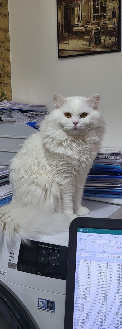 Motan british longhair pentru monta