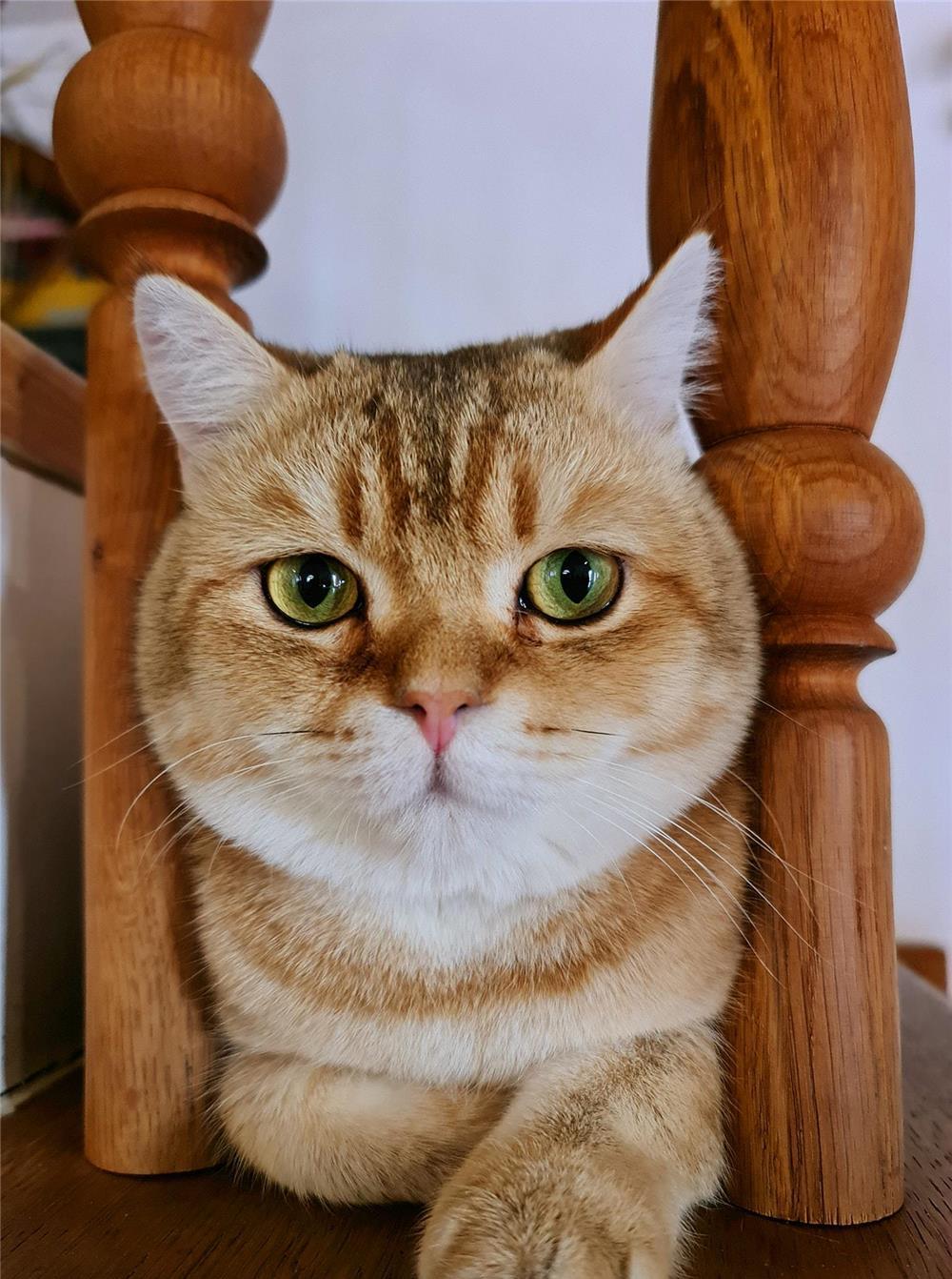 Motan british shorthair golden pentru monta,imperechere