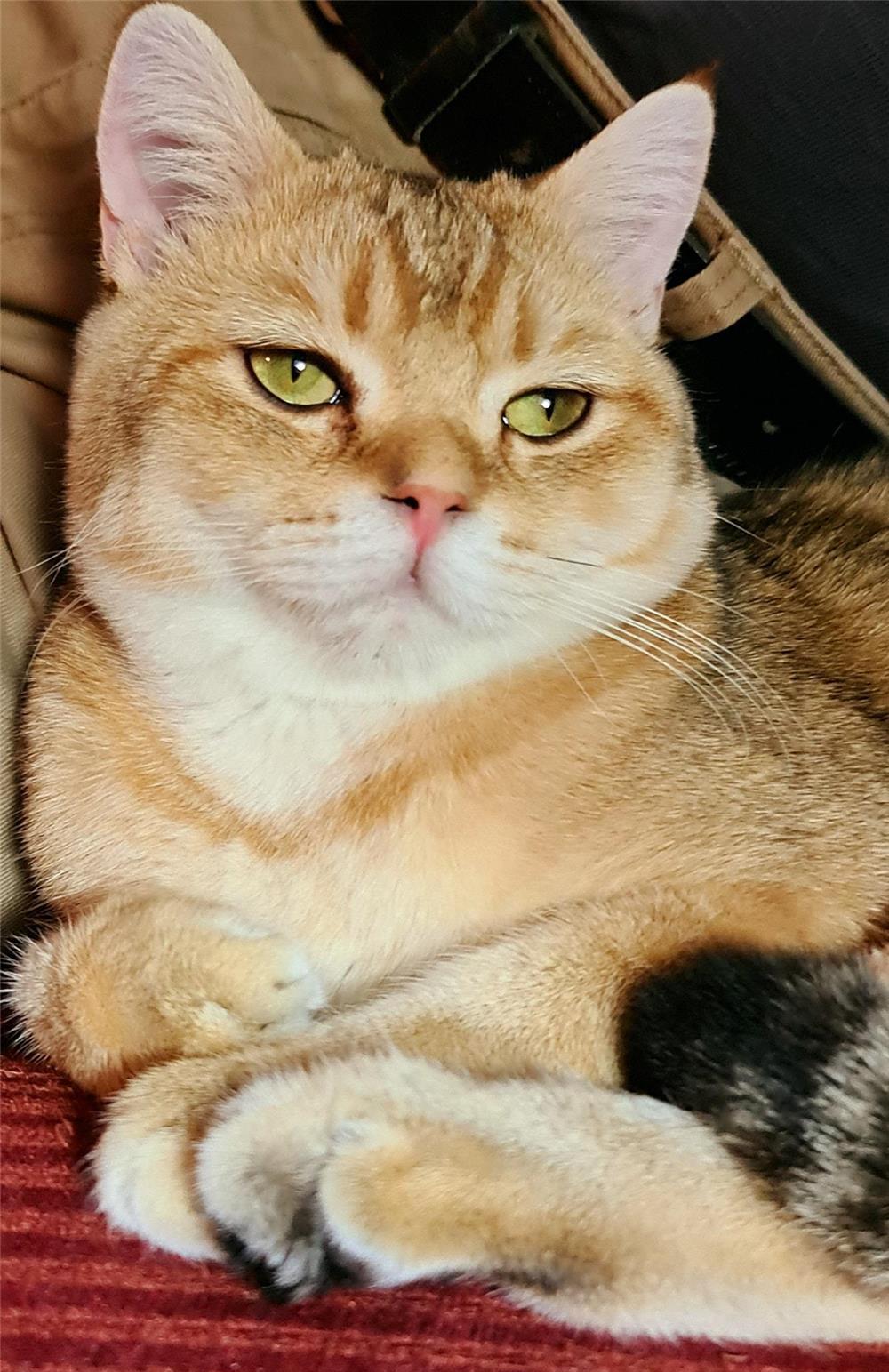 Motan british shorthair golden pentru monta,imperechere