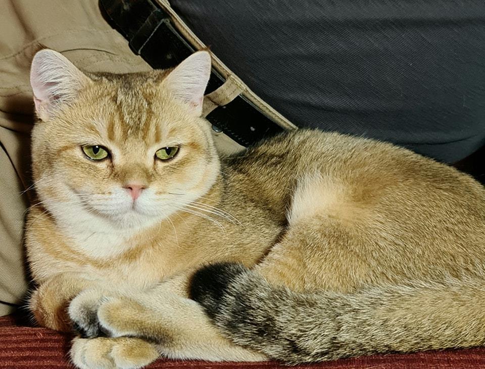 Motan british shorthair golden pentru monta,imperechere