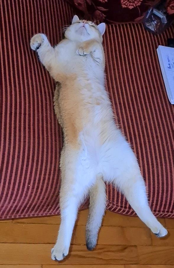 Motan british shorthair golden pentru monta,imperechere