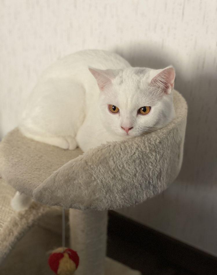 Motan BSH cu pedigree