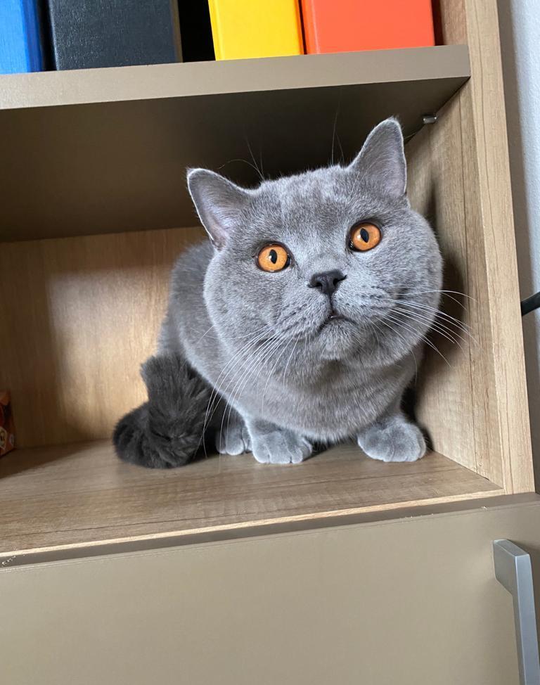 Motan disponibil pt monta !