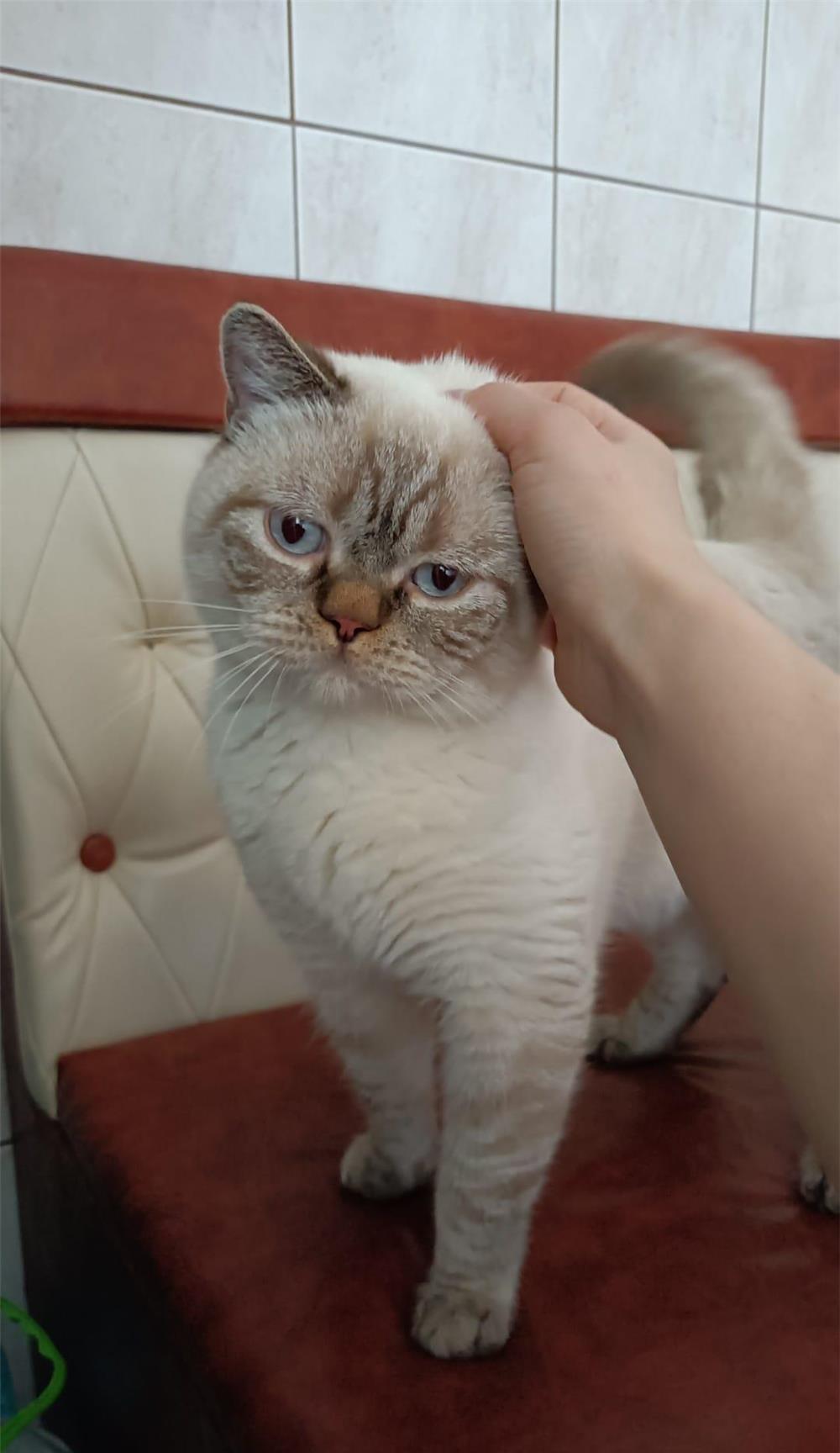 Motan monta Brittish Shorthair Colourpoint cu ochi albaștri