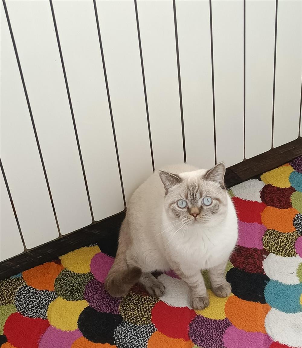 Motan monta Brittish Shorthair Colourpoint cu ochi albaștri