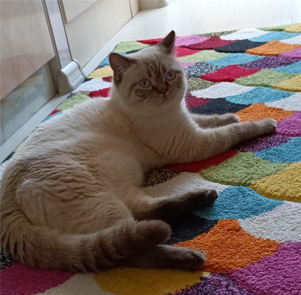 Motan monta Brittish Shorthair Colourpoint cu ochi albaștri