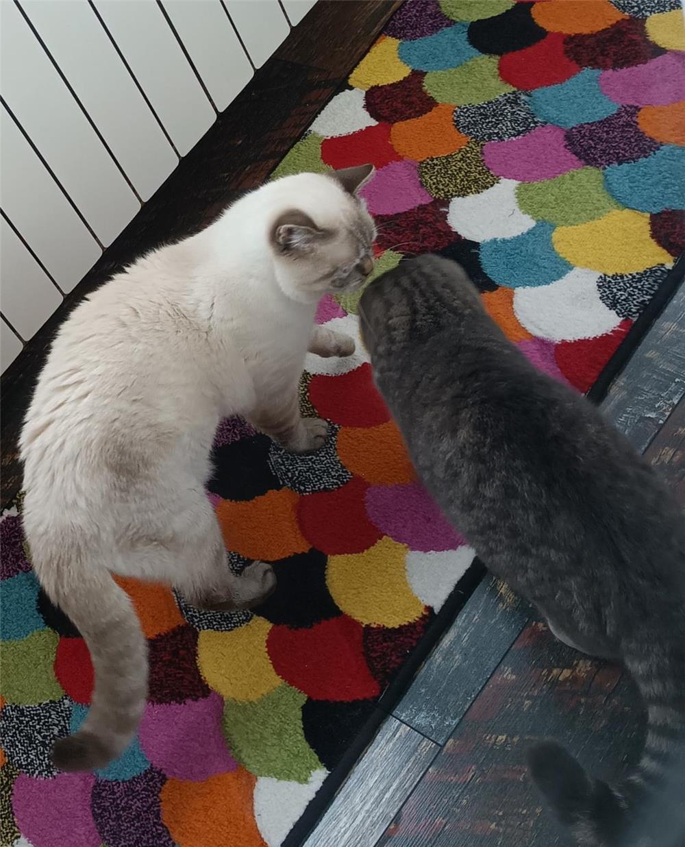 Motan monta Brittish Shorthair Colourpoint cu ochi albaștri