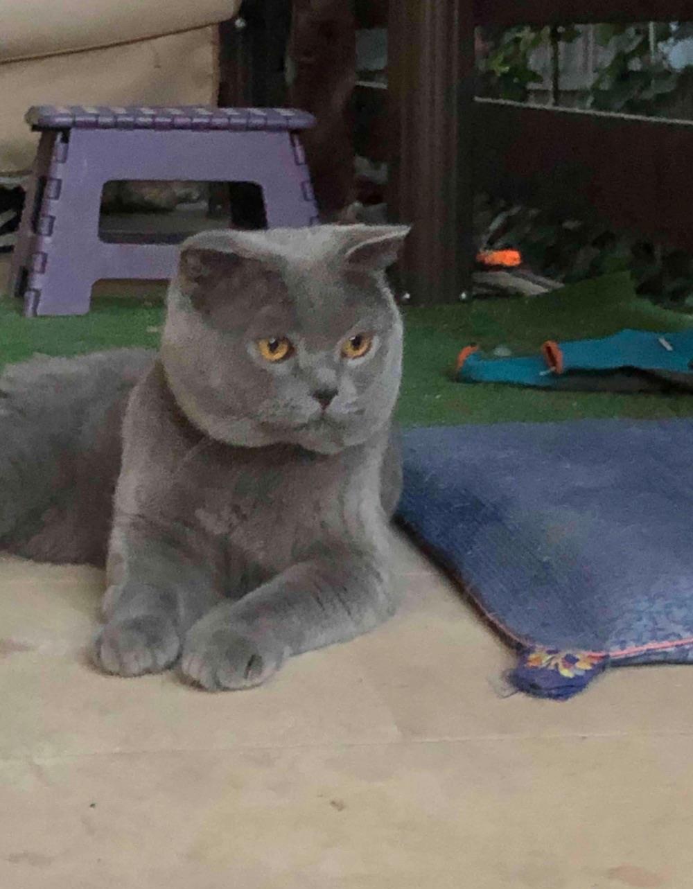 Motan scottish fold isi cauta iubita