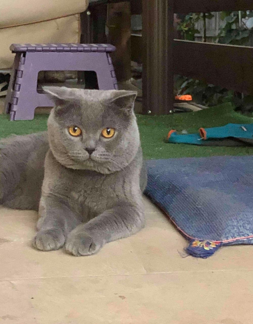 Motan scottish fold isi cauta iubita