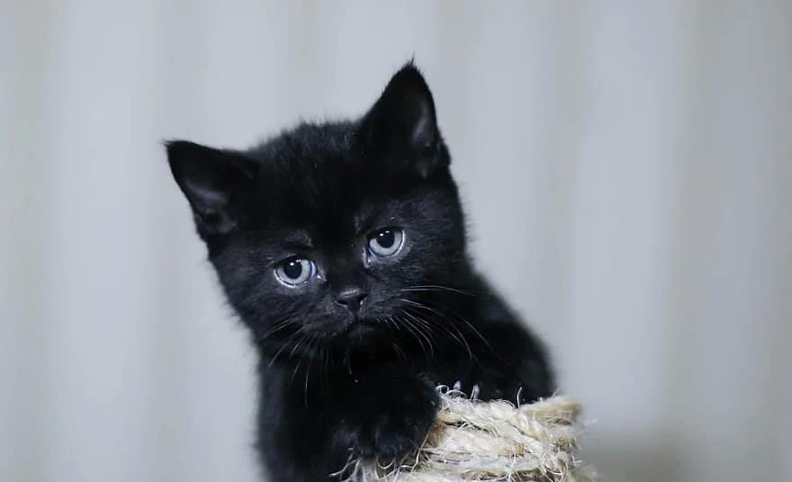 motanei british blak