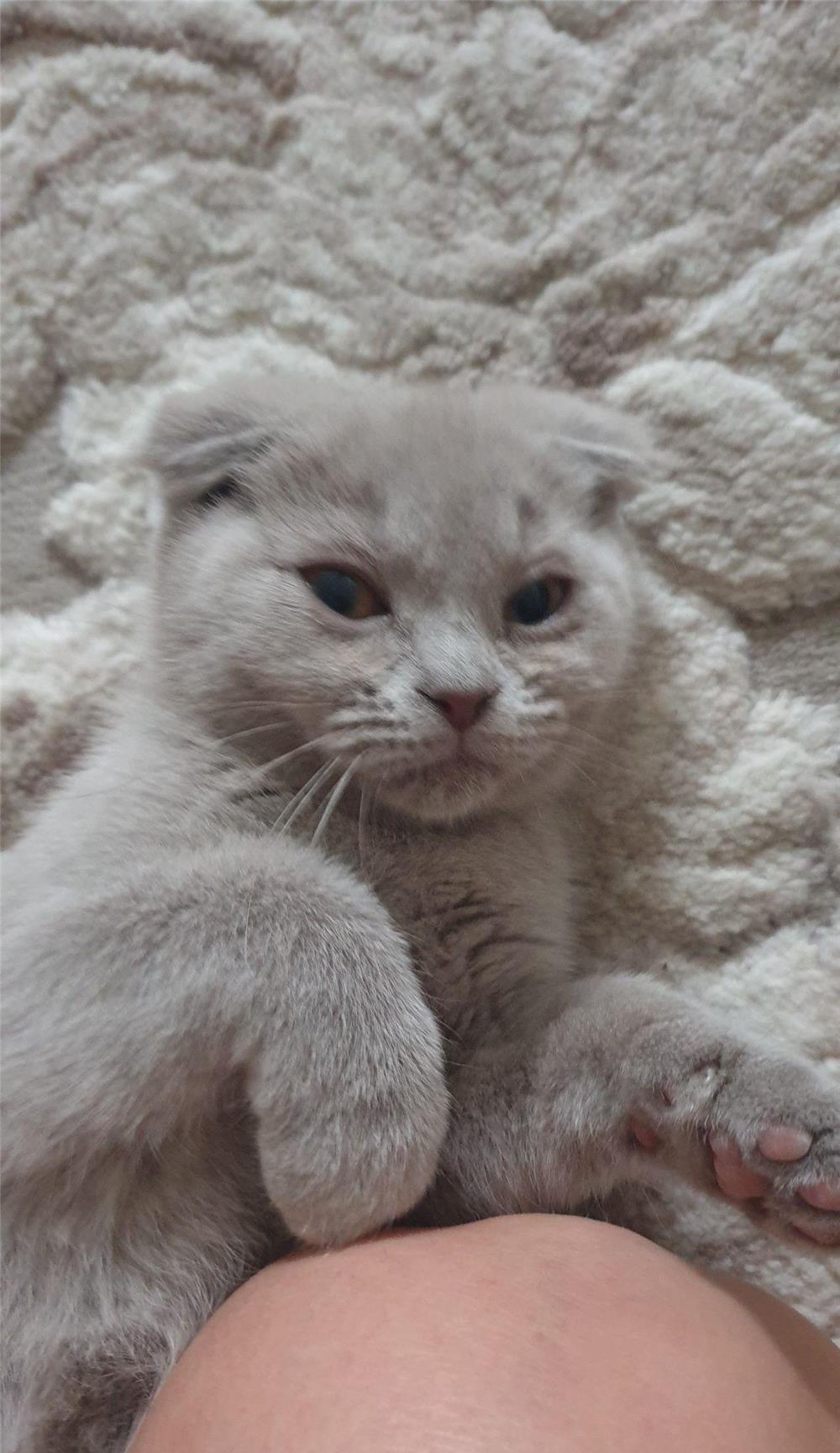 Motănei  british shorthair