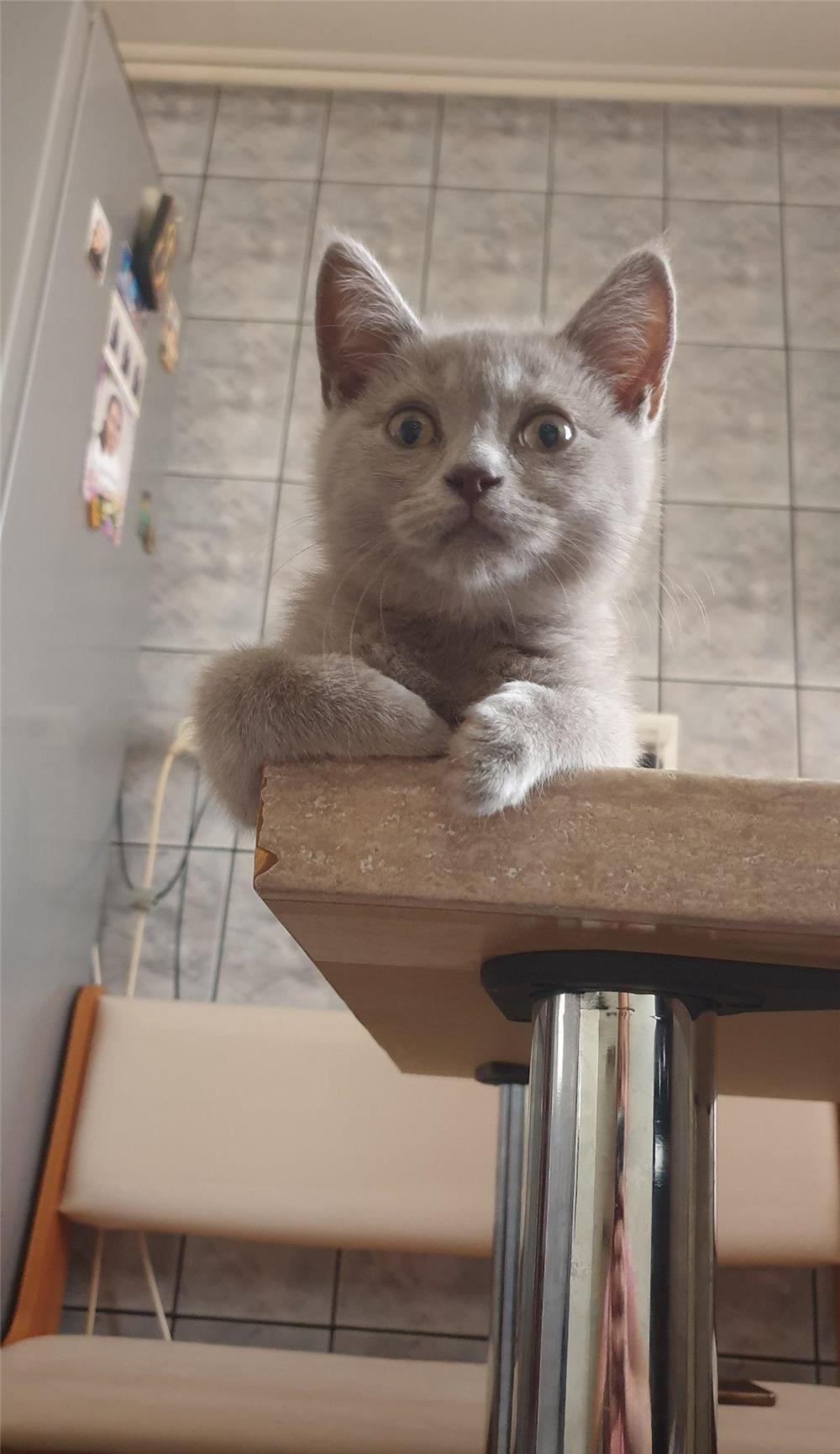 Motănei  british shorthair