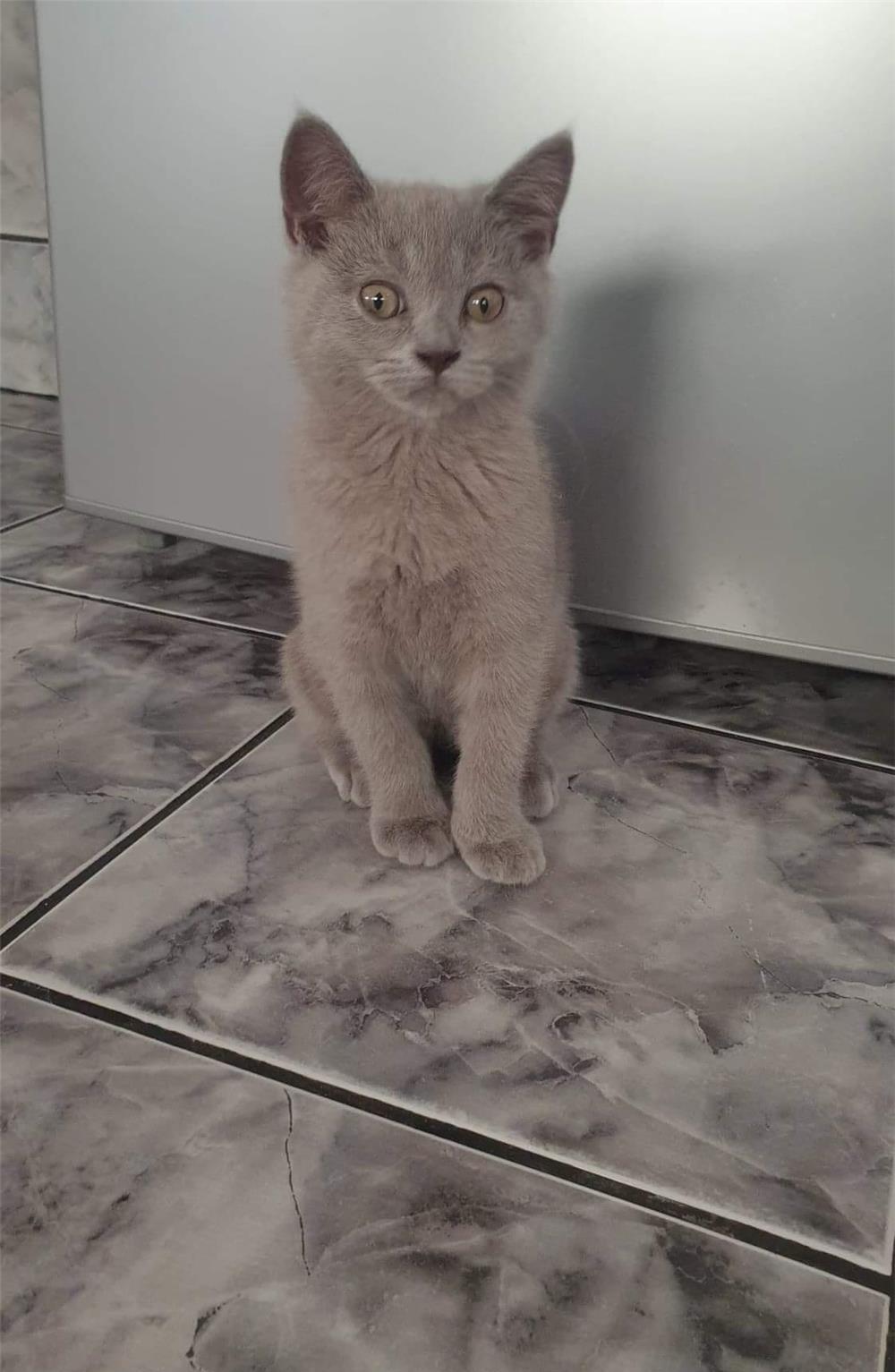 Motănei  british shorthair