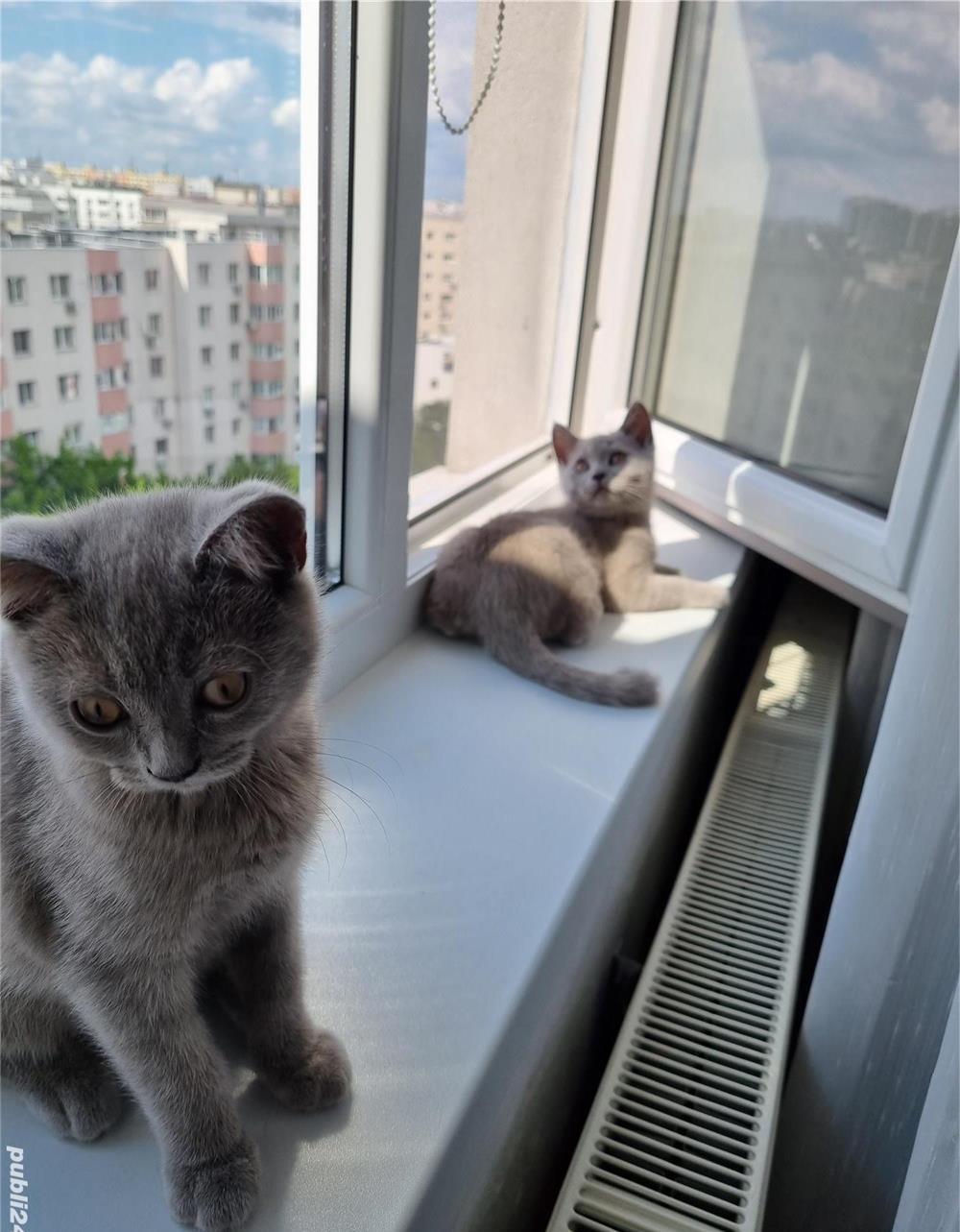 Motănei  british shorthair