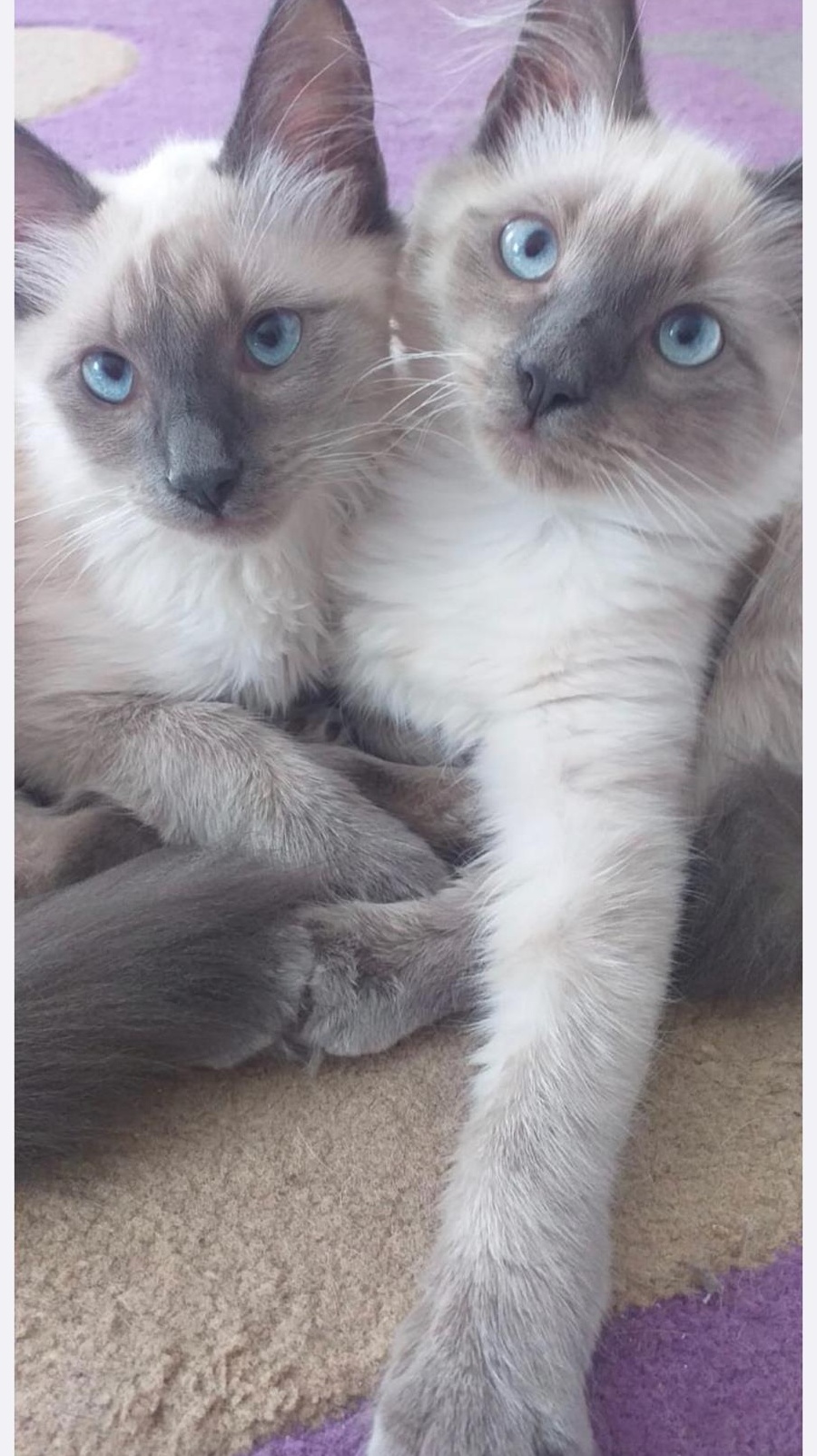 Motanei ragdoll!!Poze reale!