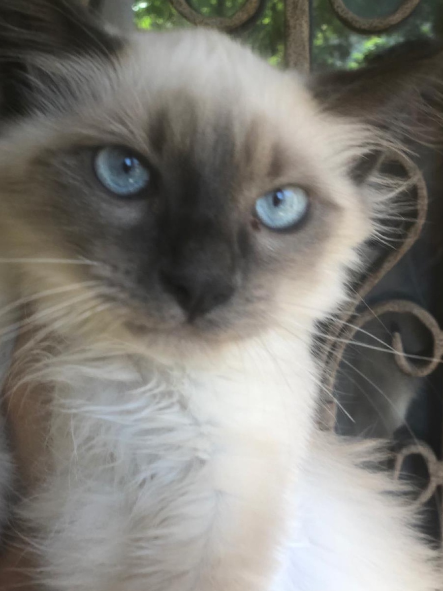 Motanei ragdoll!!Poze reale!