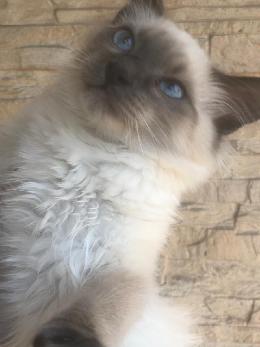 Motanei ragdoll!!Poze reale!